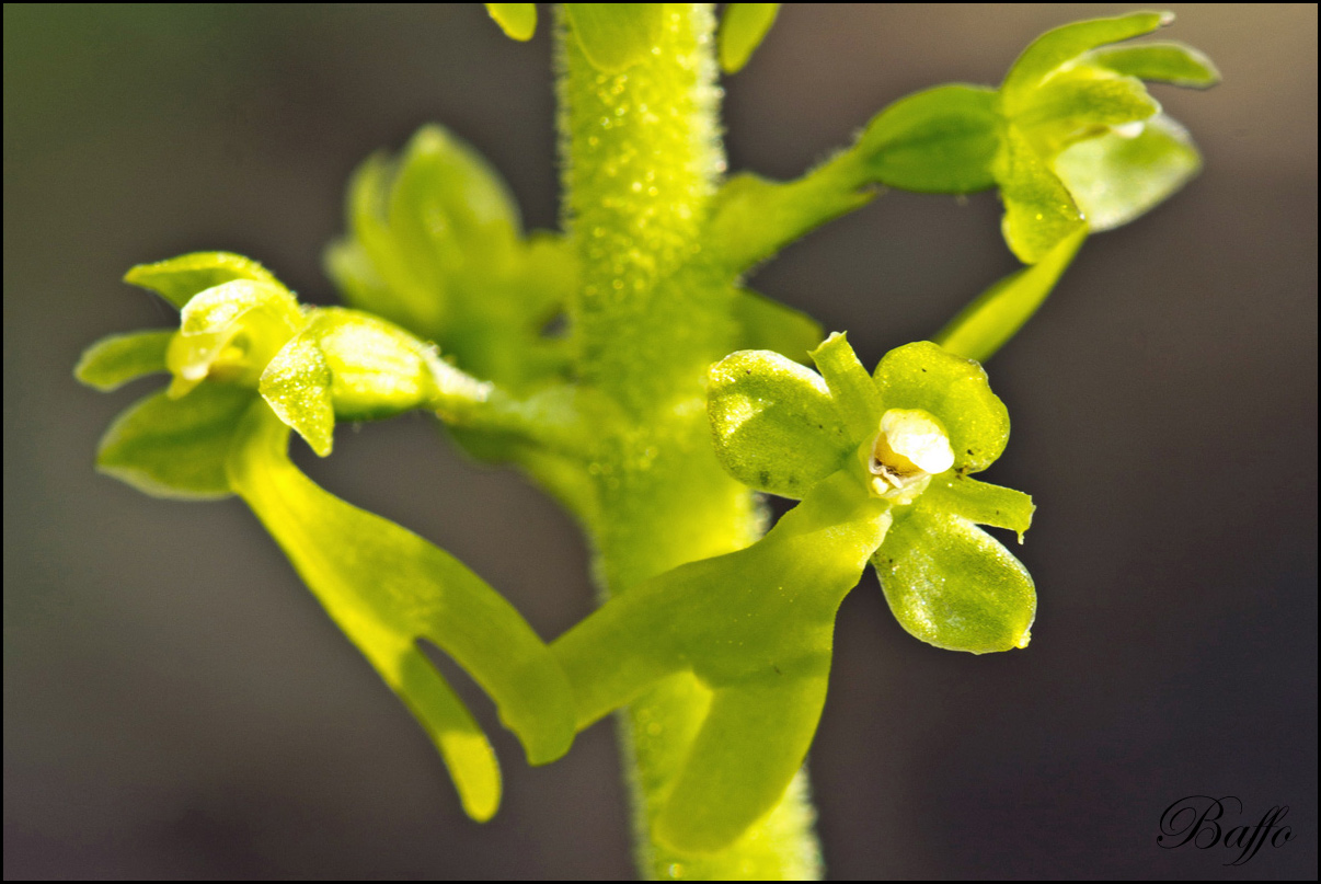 Listera ovata (L.) R.Br. In W.T. Aiton